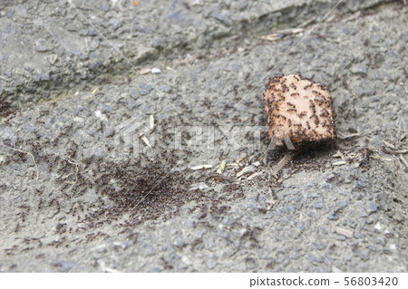 “阿里”蜂擁而至 “阿里”蜂擁而至 56803420