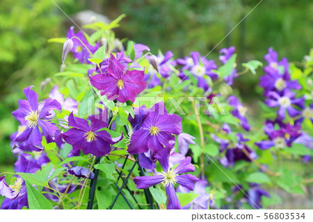 Clematis flower Clematis flower 56803534