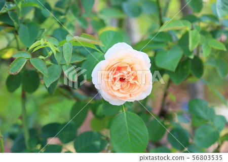夏天玫瑰花洛可可 夏天玫瑰花洛可可 56803535