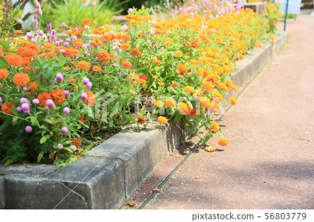 百日草花 56803779