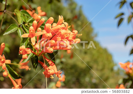 Beautiful orange flowers or Pyrostegia venusta. 56803882