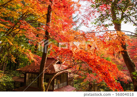 Autumn in Saitama Hanno Togo Park in autumn colors (Chichibu Ontake Shrine) 56804018