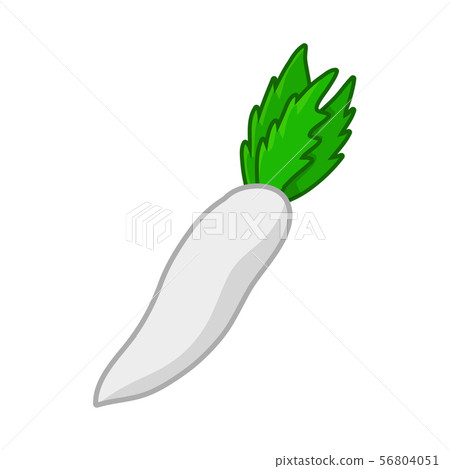 radish isolated illustration on white background 56804051