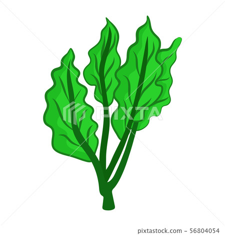 Fresh Green Chinese Cabbage isolated illustration 56804054