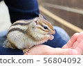 Squirrel in a meal 3 56804092
