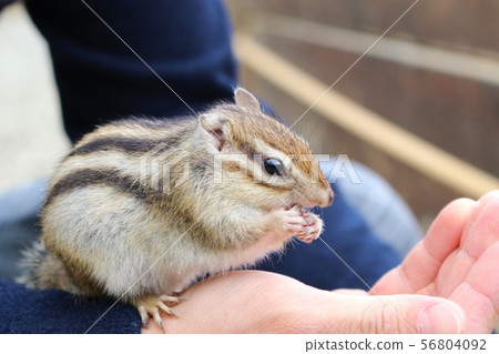 松鼠在一頓飯3 56804092