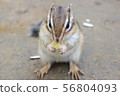 Squirrel in a meal 1 56804093