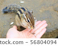 Squirrel in a meal 2 56804094