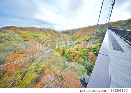 Suspension bridge in the autumn leaves 56804162