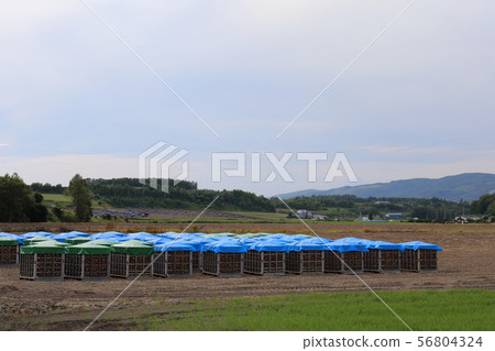 北海道，北見地區，收穫洋蔥田 56804324