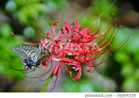 Higambuna和燕尾蝶 56804330