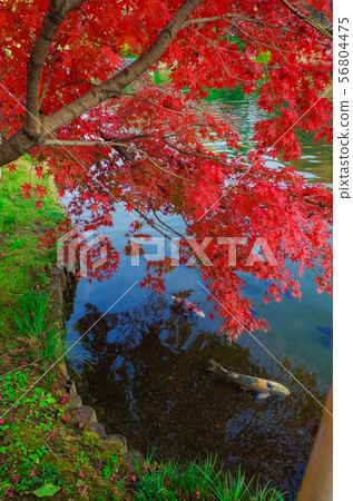 秋天槭樹葉子和柿子庭院 秋天槭樹葉子和柿子庭院 56804475
