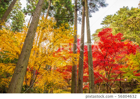 Autumn in Saitama Hanno Togo Park in autumn colors (Chichibu Ontake Shrine) 56804632