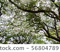 Branches and leaves from the bottom 56804789