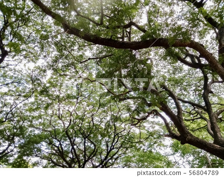 Branches and leaves from the bottom Branches and leaves from the bottom 56804789