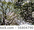Branches and leaves from the bottom 56804790