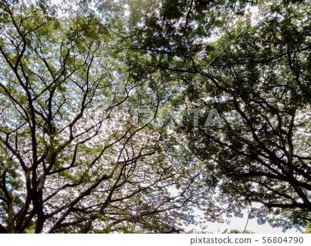 Branches and leaves from the bottom 56804790