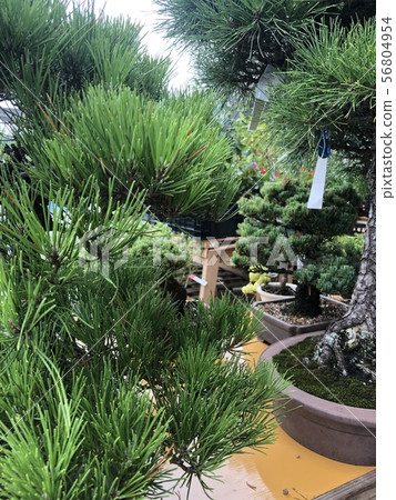 A bonsai 56804954