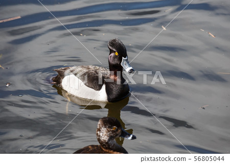 Ring-necked duck Ring-necked duck 56805044