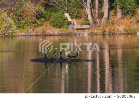 double-crested cormorant double-crested cormorant 56805062