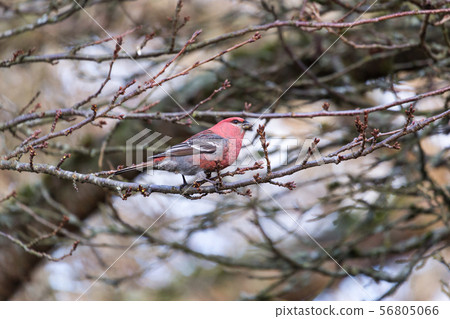 Pine Grosbeak 56805066