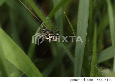 Living creatures are often found in artifacts such as shirahage flies and building fences ... Living creatures are often found in artifacts such as shirahage flies and building fences ... 56805140
