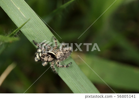 A living creature, Shirahigehaetori, male. The female has a black belt on the side of the body 56805141