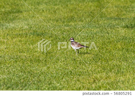 Killdeer Killdeer 56805291
