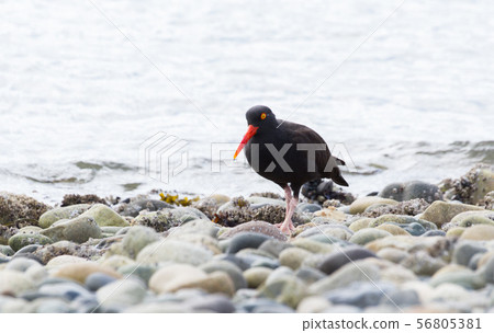 Black Oystercatcher 56805381