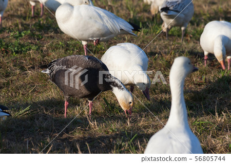 Snow Goose and Blue Geese 56805744
