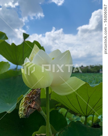 Lotus flowering 56806067