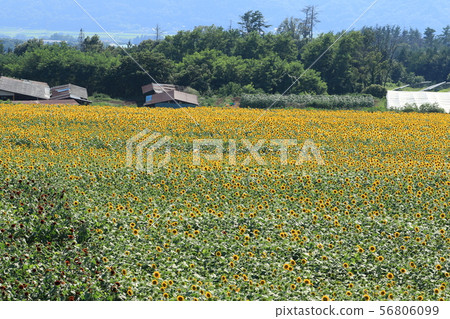 Himawari Akeno Himawari Akeno 56806099