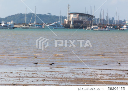 long beak bird Feeding in estuary long beak bird Feeding in estuary 56806455