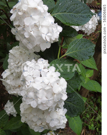 繡球花白色 56806665