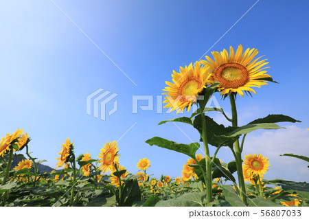 向日葵3368 56807033