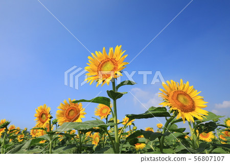 Sunflower 3310 Sunflower 3310 56807107