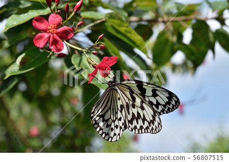 Great Goshawk 56807515