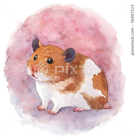 Watercolor Golden Hamster 56807523