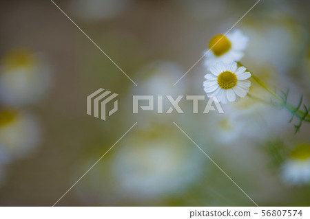 Chamomile Chamomile 56807574