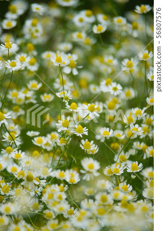 Chamomile Chamomile 56807576