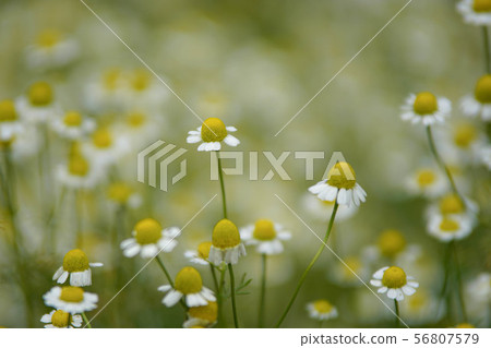 Chamomile 56807579