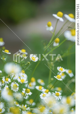 黃春菊 黃春菊 56807581