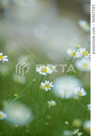 Chamomile Chamomile 56807583