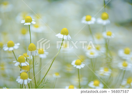 Chamomile 56807587