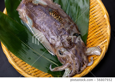 墨魚食物 墨魚食物 56807932