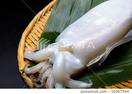 Cuttlefish food 56807944