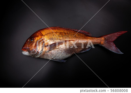 食品配料 56808008