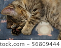 Cat 56809444