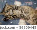 Cat 56809445