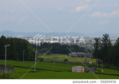 Tea plantation and cityscape in Ikeda-cho, Gifu 56809456